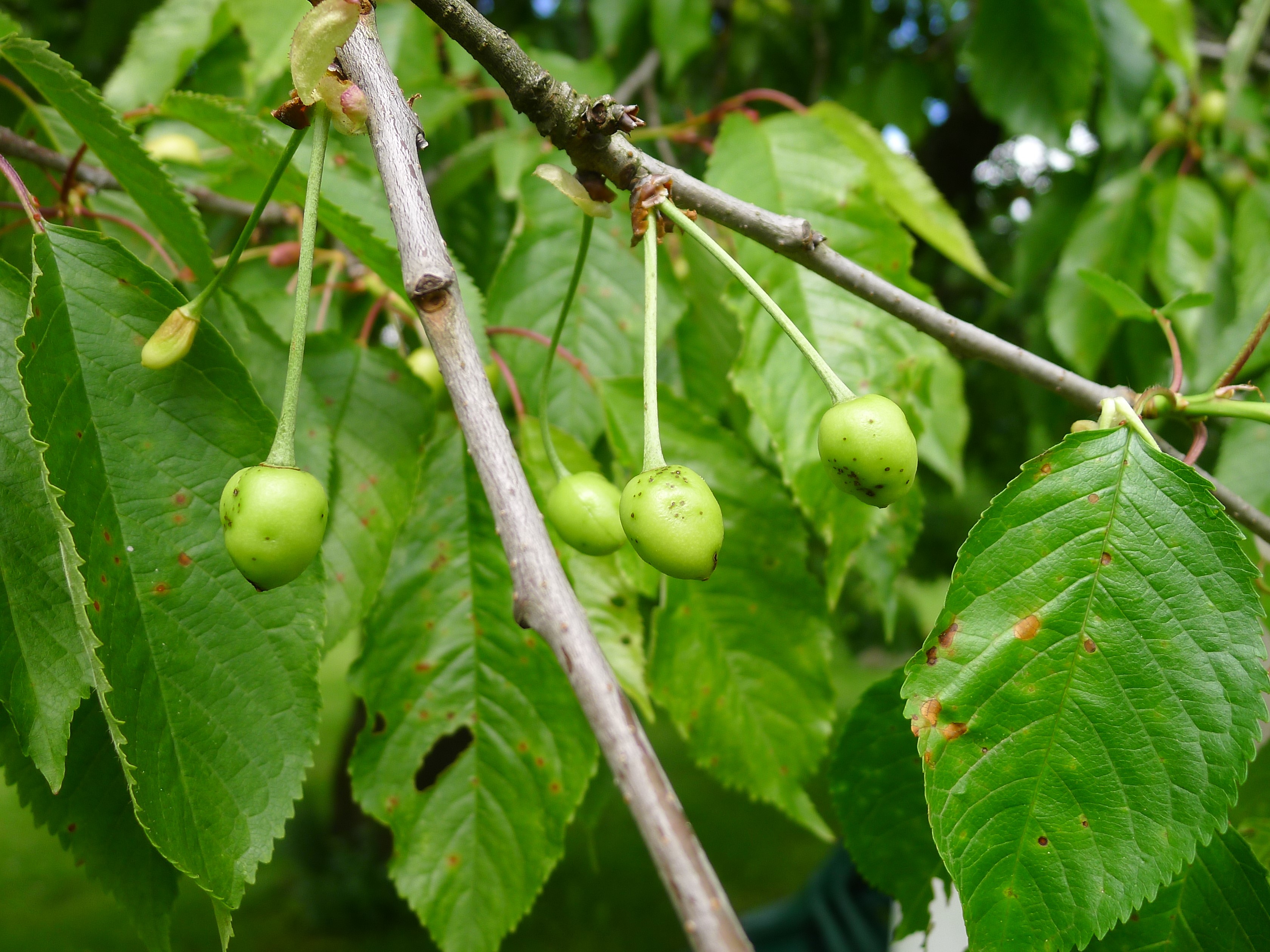 Muster_20130526_Schrotschuss Kirsche (4zu3).JPG
